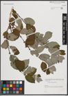 Foto von Salix caprea L.